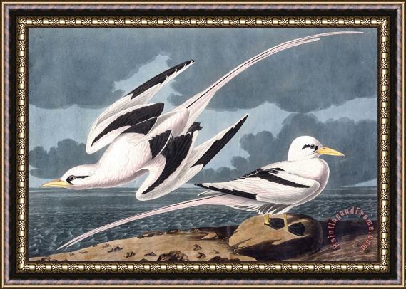 John James Audubon Tropic Bird Framed Painting