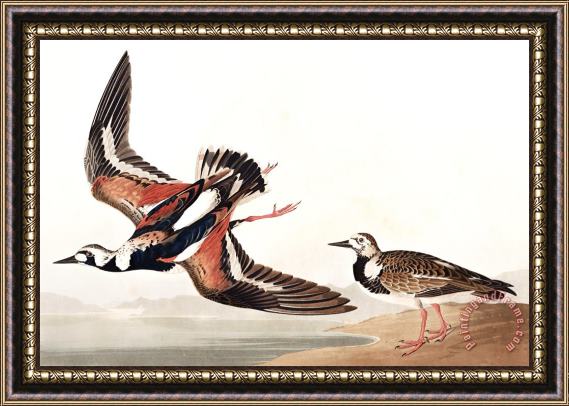 John James Audubon Turn Stone Framed Painting