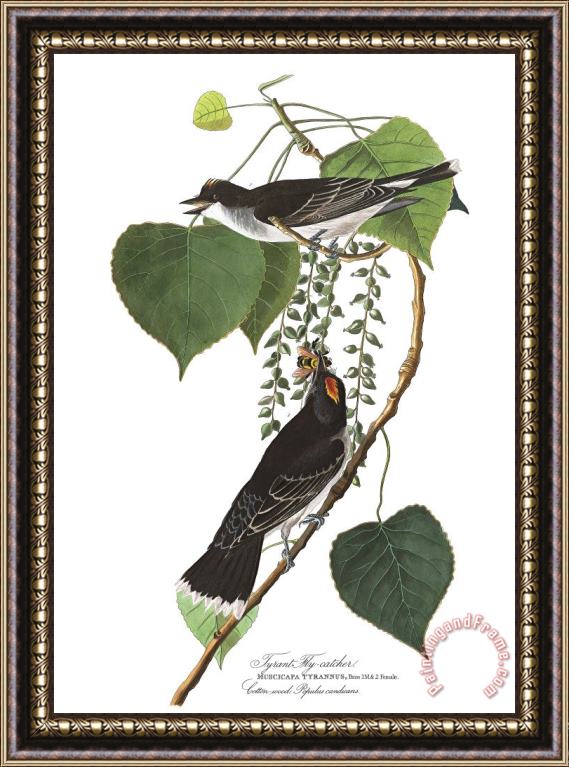John James Audubon Tyrant Fly Catcher Framed Painting