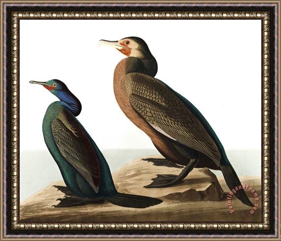 John James Audubon Violet Green Cormorant, Or Townsend's Cormorant Framed Painting