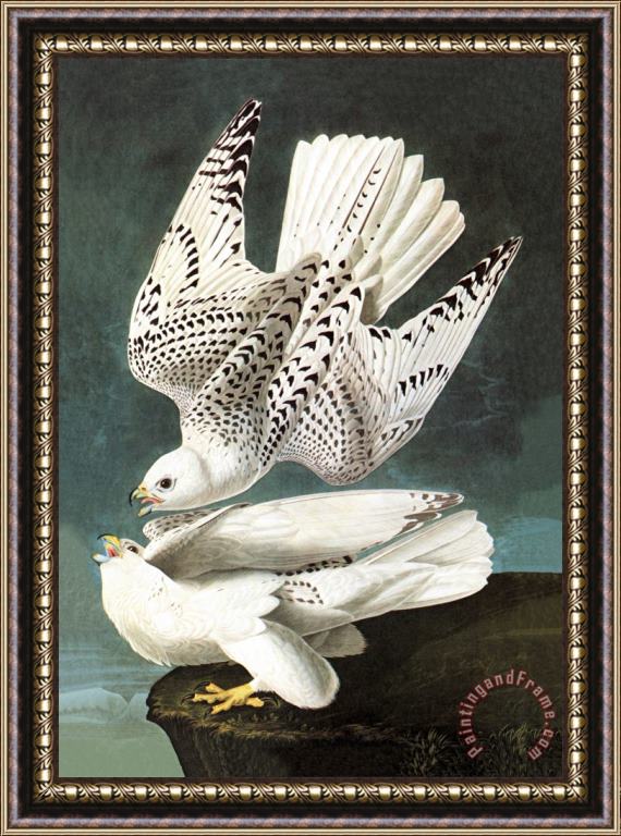 John James Audubon White Gyrfalcon Framed Print