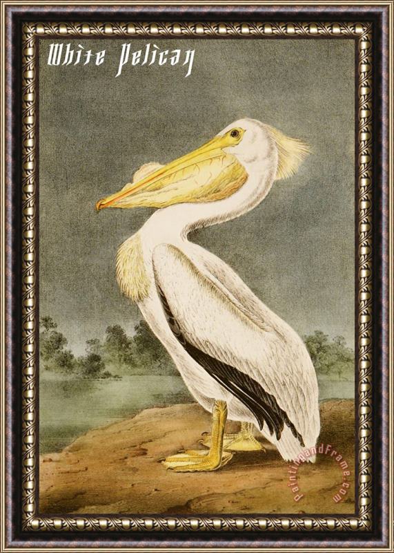 John James Audubon White Pelican Framed Print