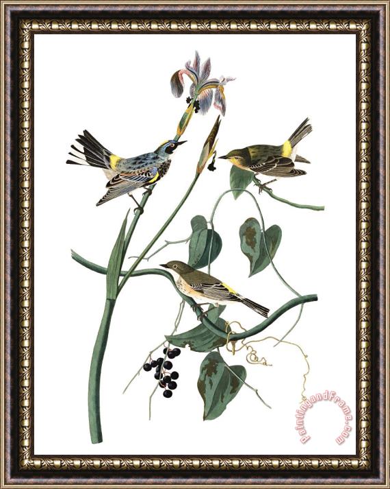 John James Audubon Yellow Crown Warbler Framed Painting