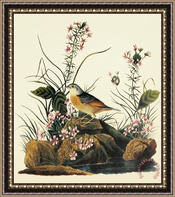 John James Audubon Yellow Winged Sparrow Framed Painting