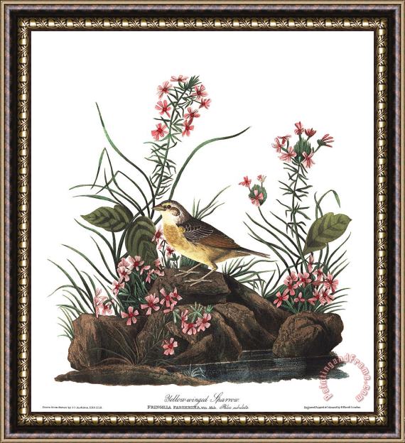 John James Audubon Yellow Winged Sparrow Framed Painting