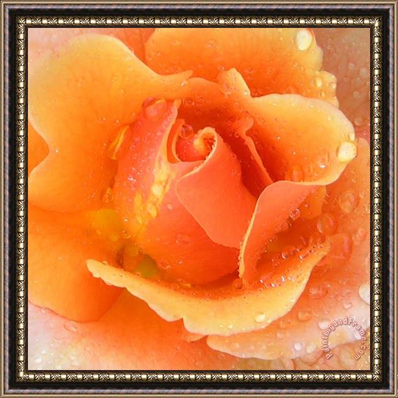 John Lautermilch Center of Orange Rose Framed Print
