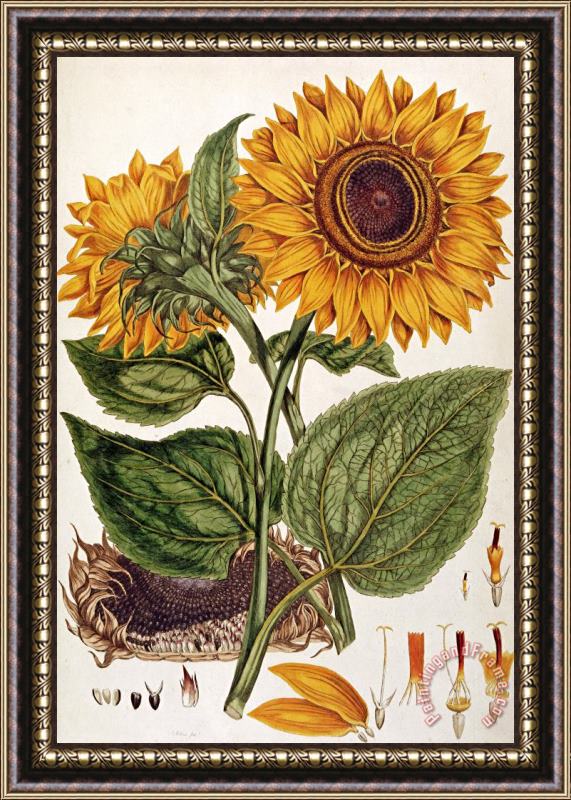 John Miller Sunflower Framed Painting