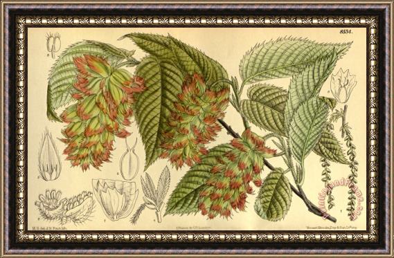 John Nugent Fitch Carpinus Japonica, Betulaceae Framed Painting