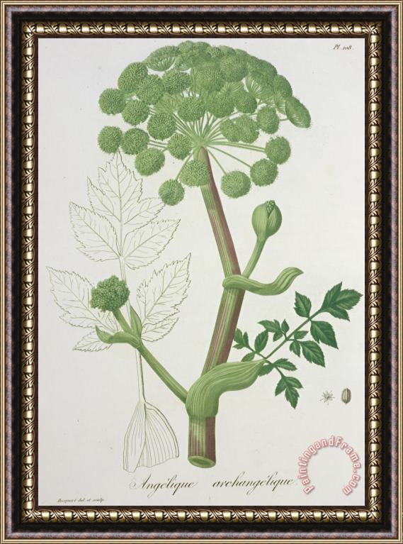 L F J Hoquart Angelica Archangelica From 'phytographie Medicale' By Joseph Roques Framed Painting