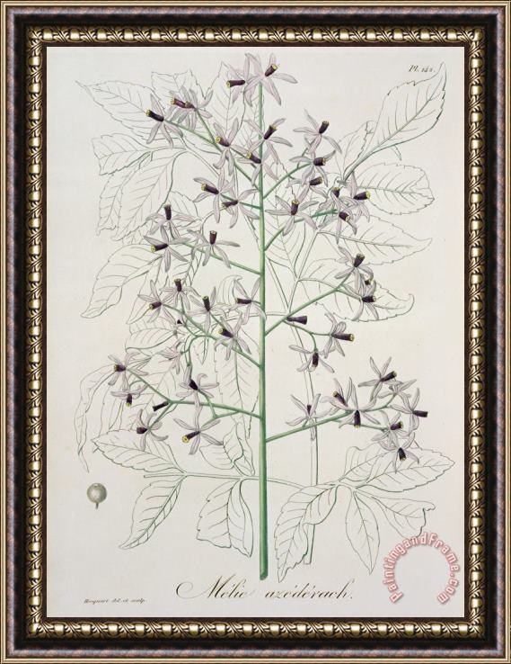 L F J Hoquart Melia Azedarach From 'phytographie Medicale' By Joseph Roques Framed Print