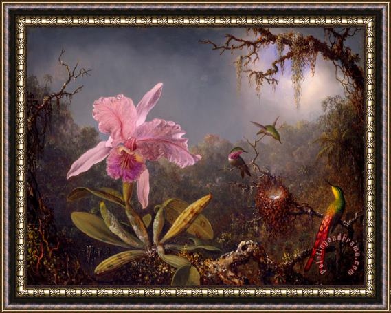 Martin Johnson Heade Cattleya Orchid And Three Hummingbirds Framed Painting