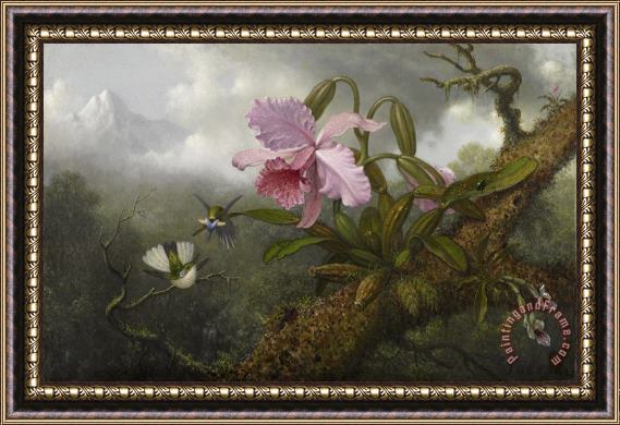 Martin Johnson Heade Cattleya Orchid, Two Hummingbirds, And a Beetle Framed Painting