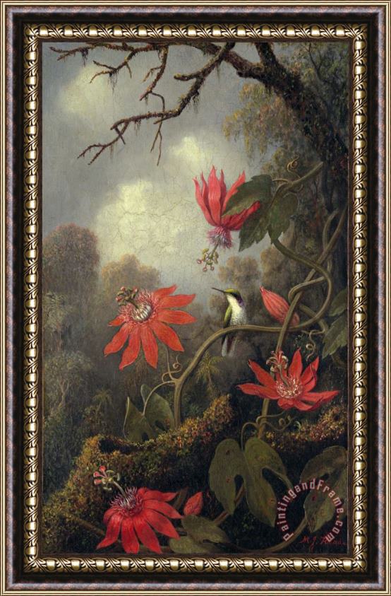 Martin Johnson Heade hummingbird and passion flowers Framed Painting
