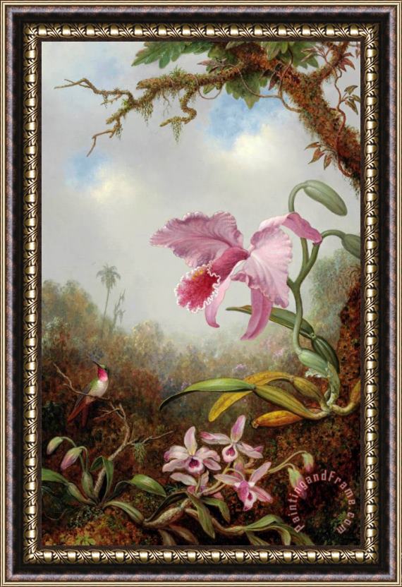 Martin Johnson Heade Hummingbird And Two Types of Orchids Framed Print