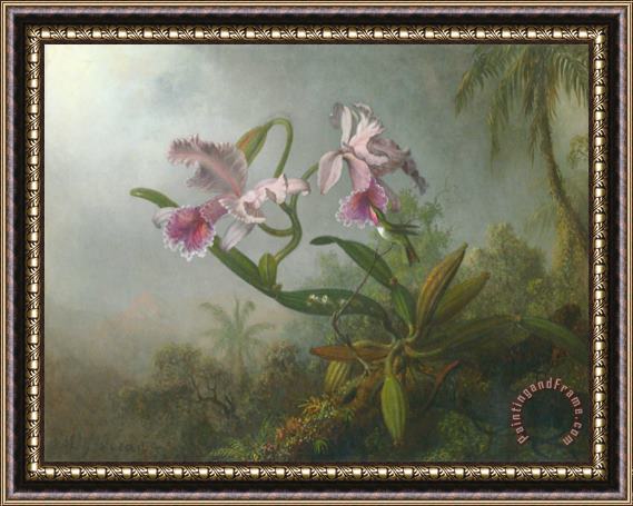 Martin Johnson Heade Pink Orchids And Hummingbird on a Twig Framed Painting