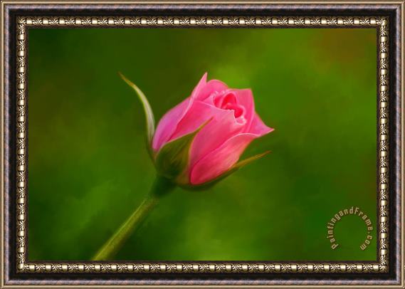 Michael Greenaway Blooming Pink Rose Framed Print