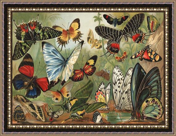 Mutzel Butterflies 2 Framed Painting