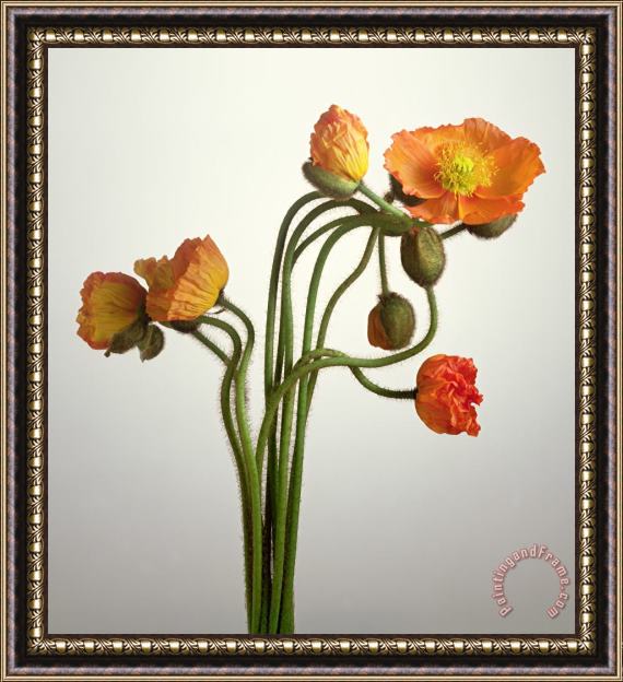 Norman Hollands Bendy Poppies Framed Painting