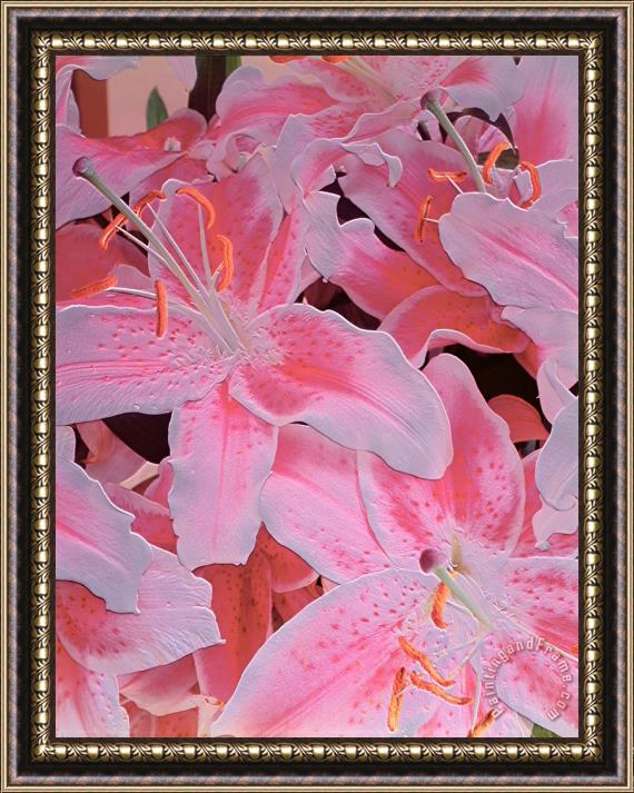 Norman Hollands Tiger Lily Relief Framed Print