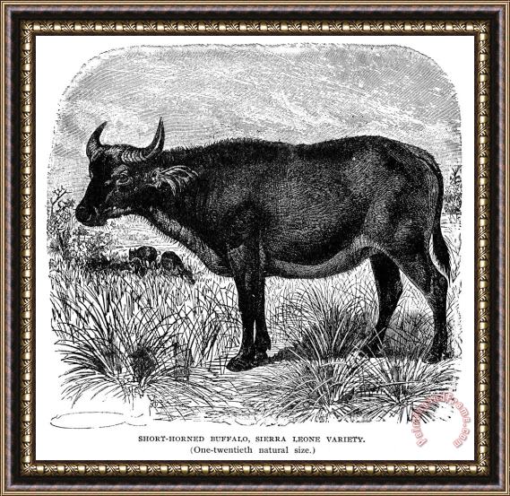 Others African Buffalo Framed Print