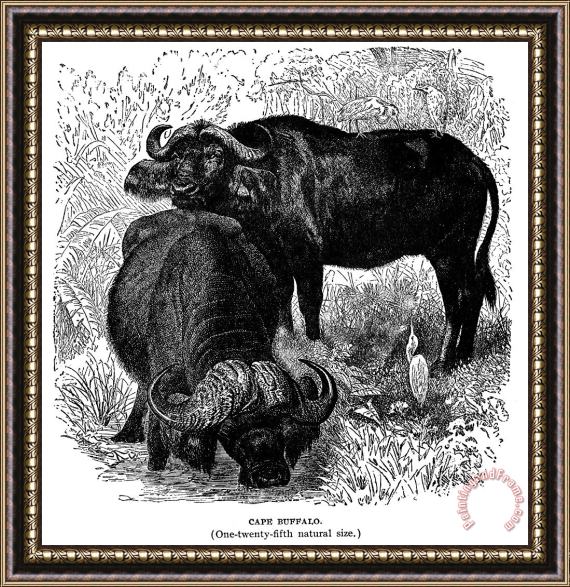 Others African Buffalo Framed Print
