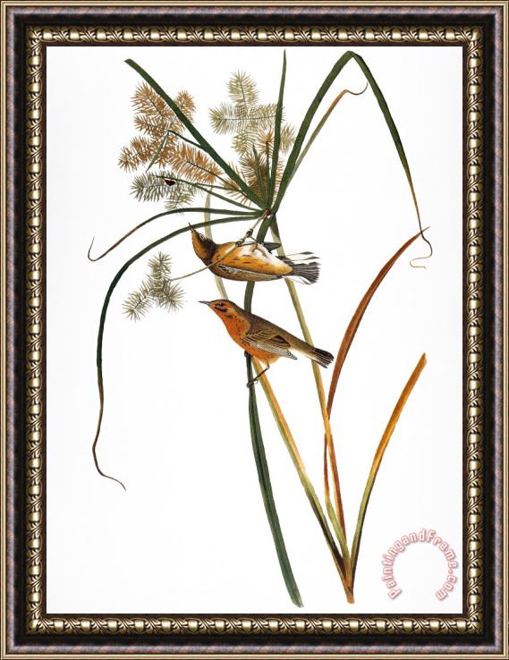 Others Audubon: Warbler, (1827) Framed Painting