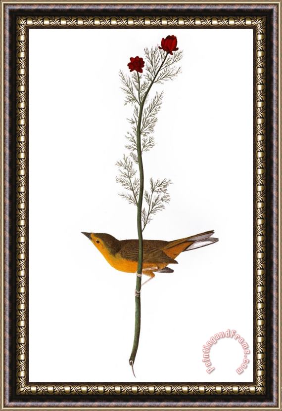 Others Audubon: Warbler, (1827) Framed Painting