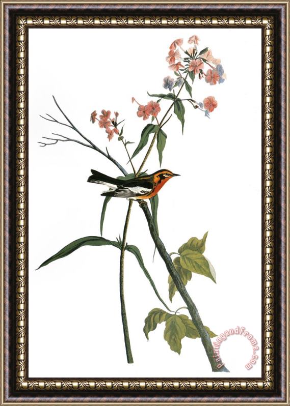 Others Audubon: Warbler, (1827-38) Framed Painting