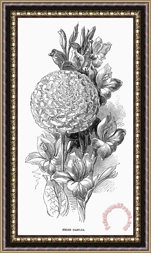Others Botany: Prize Dahlia Framed Print