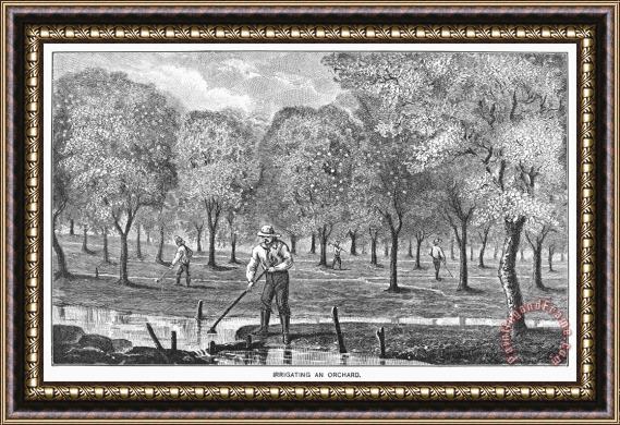 Others California: Irrigation Framed Print