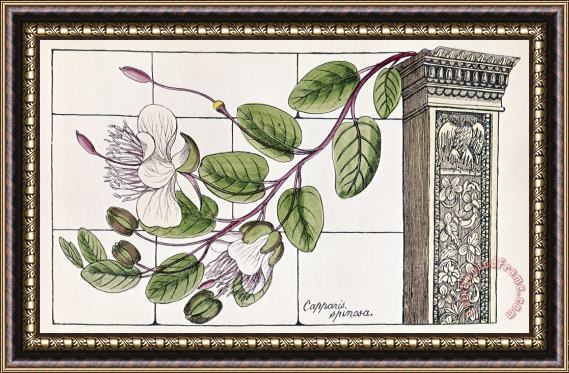 Others Colosseum: Flower Framed Print