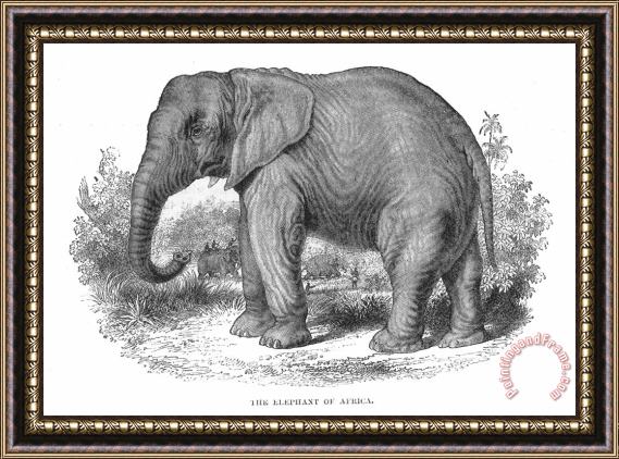 Others Elephant Framed Painting