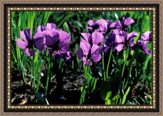 Others Flowers Framed Print