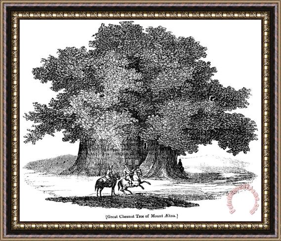 Others Great Chestnut Tree Framed Painting
