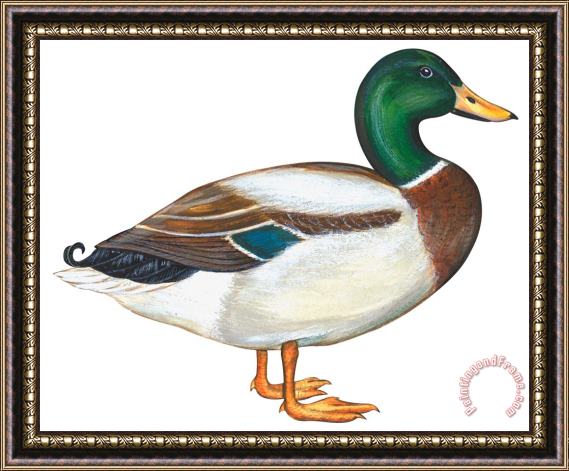 Others Mallard Duck Framed Painting