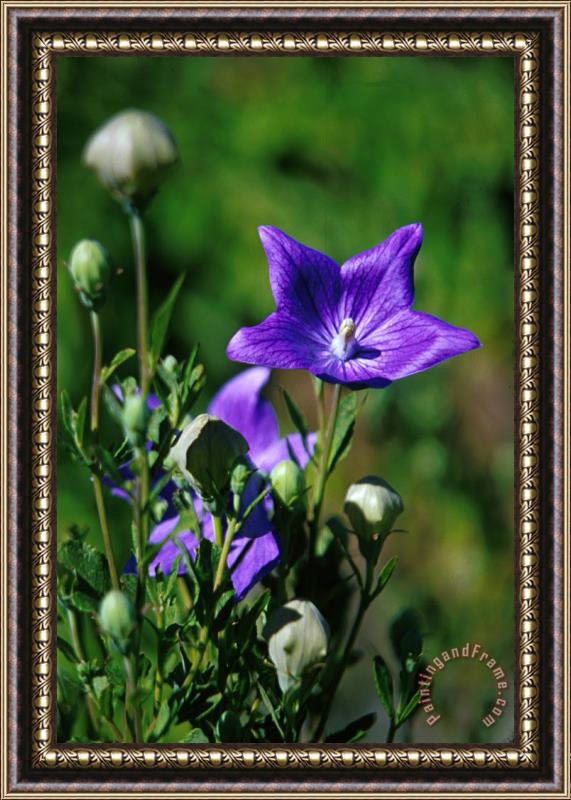 Others Purple Balloon Flower Framed Painting