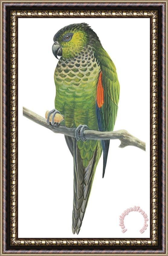 Others Rock Parakeet Framed Painting