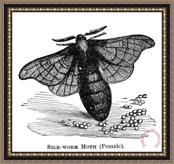 Others Silkworm Moth Framed Print