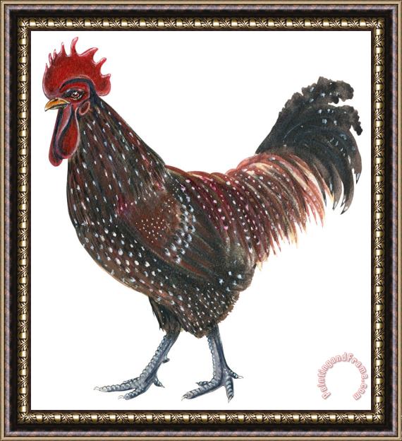Others Sussex Rooster Framed Print