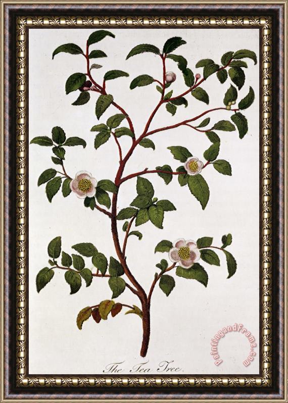 Others Tea Branch Of Camellia Sinensis Framed Print