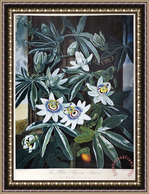 Others Thornton: Passion-flower Framed Print