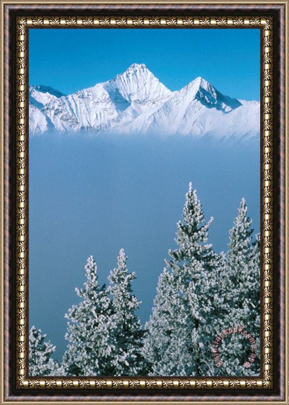 Others Winter Snowscape Mountain And Evergreens Framed Print
