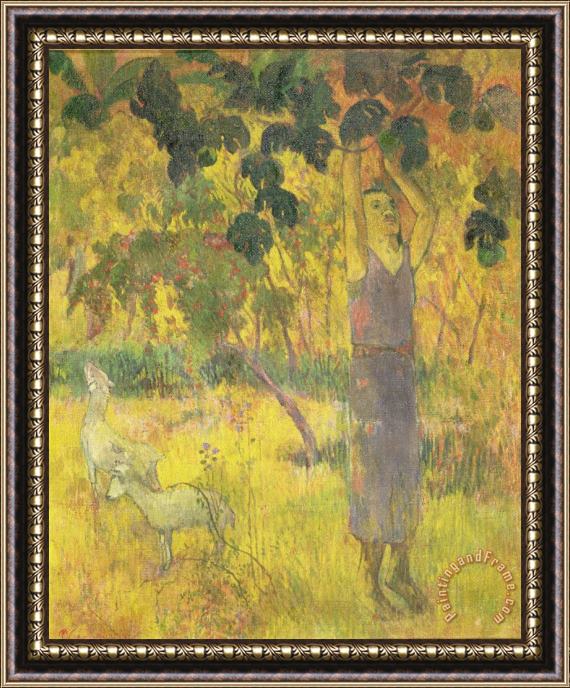 Paul Gauguin Picking Fruit from a Tree Framed Print