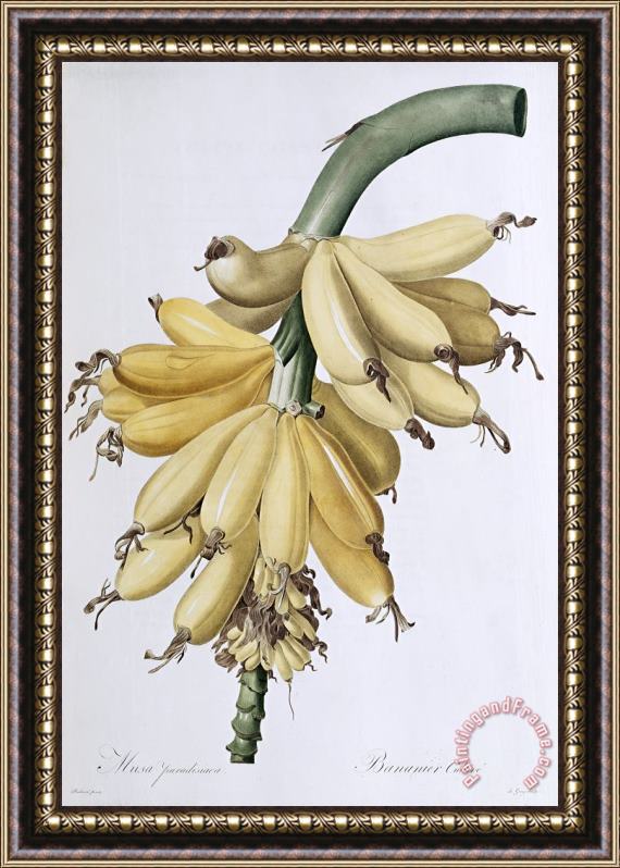 Pierre Joseph Redoute Banana Framed Print
