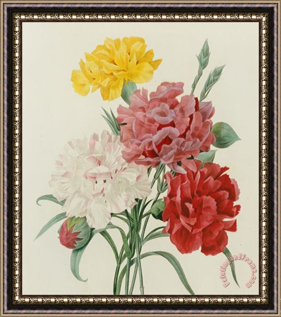 Pierre Joseph Redoute Carnations From Choix Des Plus Belles Fleures Framed Painting