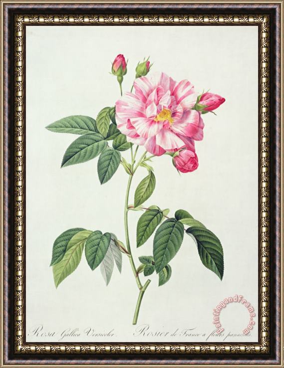 Pierre Joseph Redoute French Rose Framed Painting
