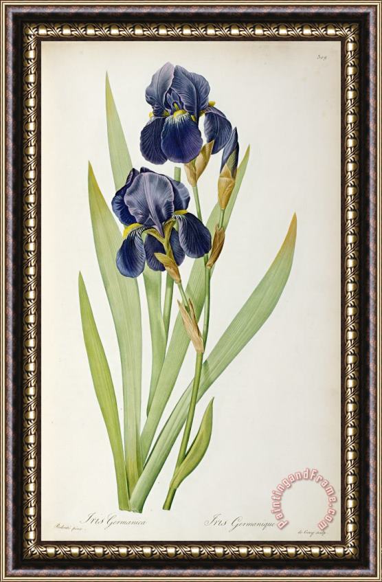 Pierre Joseph Redoute Iris Germanica Framed Print