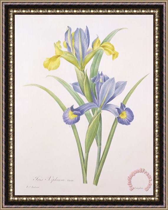 Pierre Joseph Redoute Iris xiphium Framed Painting