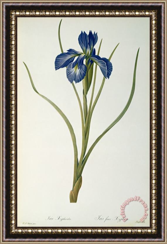 Pierre Joseph Redoute Iris Xyphioides Framed Painting
