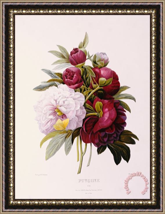 Pierre Joseph Redoute Peonies Engraved By Prevost Framed Painting